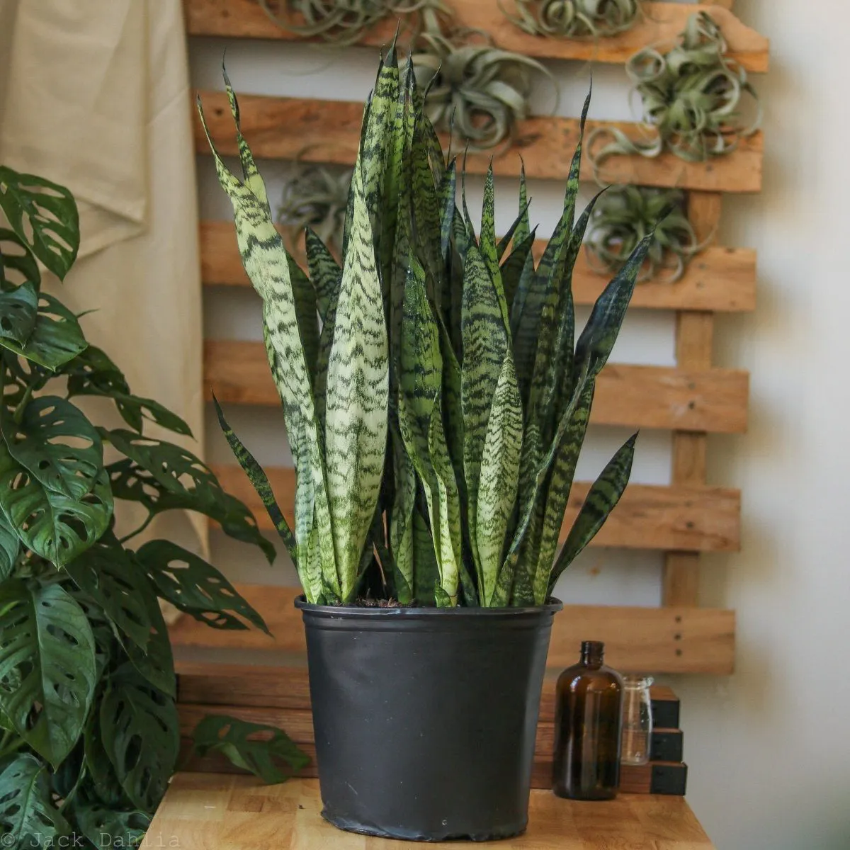 Sansevieria zeylanica 'Bowstring Hemp' - Snake Plant - Various Sizes