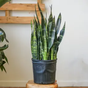 Sansevieria zeylanica 'Bowstring Hemp' - Snake Plant - Various Sizes