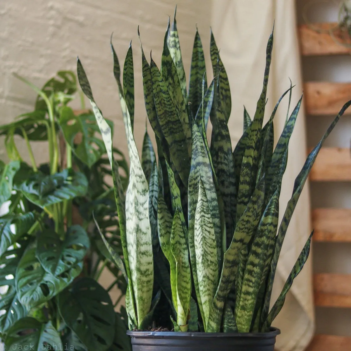 Sansevieria zeylanica 'Bowstring Hemp' - Snake Plant - Various Sizes