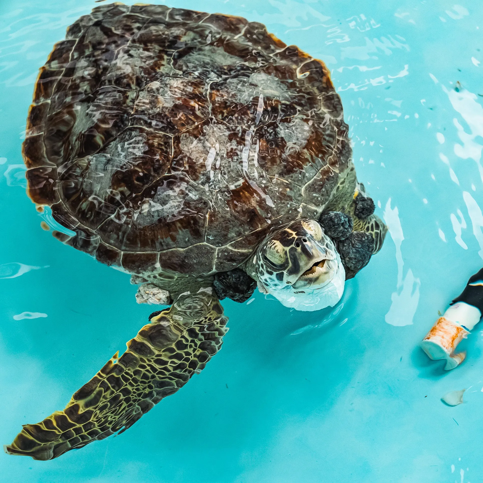 Sea Turtle Rescue Bracelet